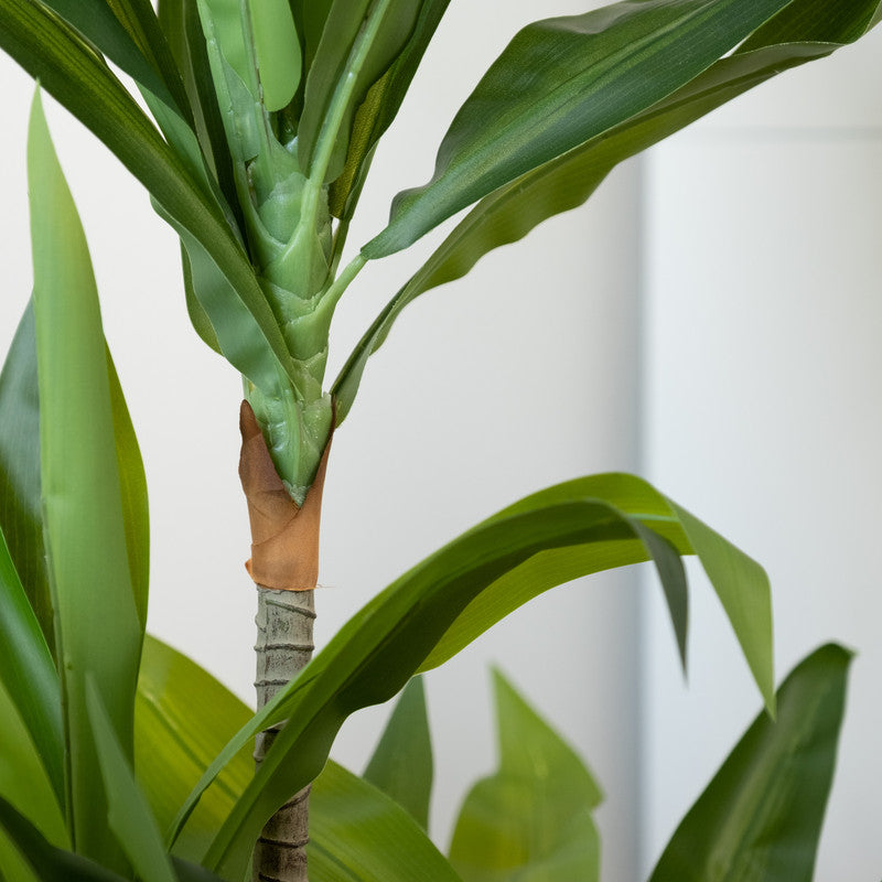 120cm Real Touch Draceana Tree